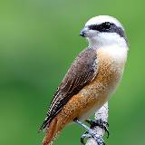 【敏于行，讷无言【﹏❤️夏目】