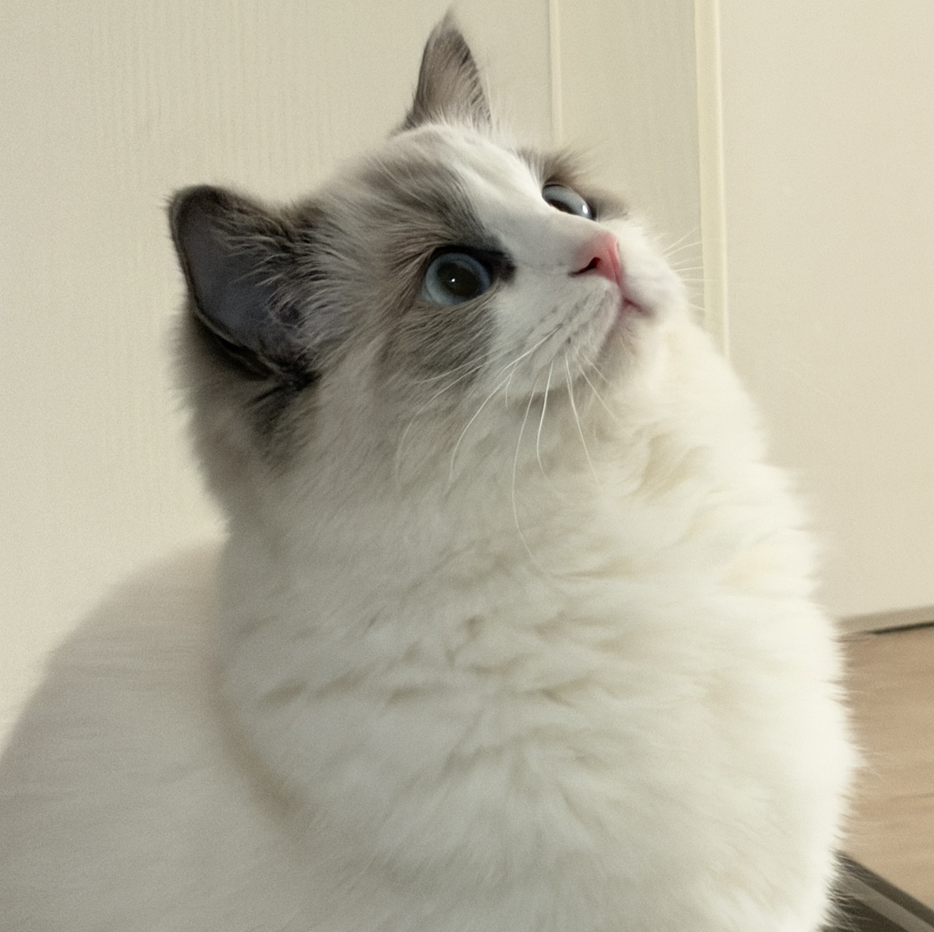 新人饭饭求心软神救命啊