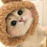 萌新